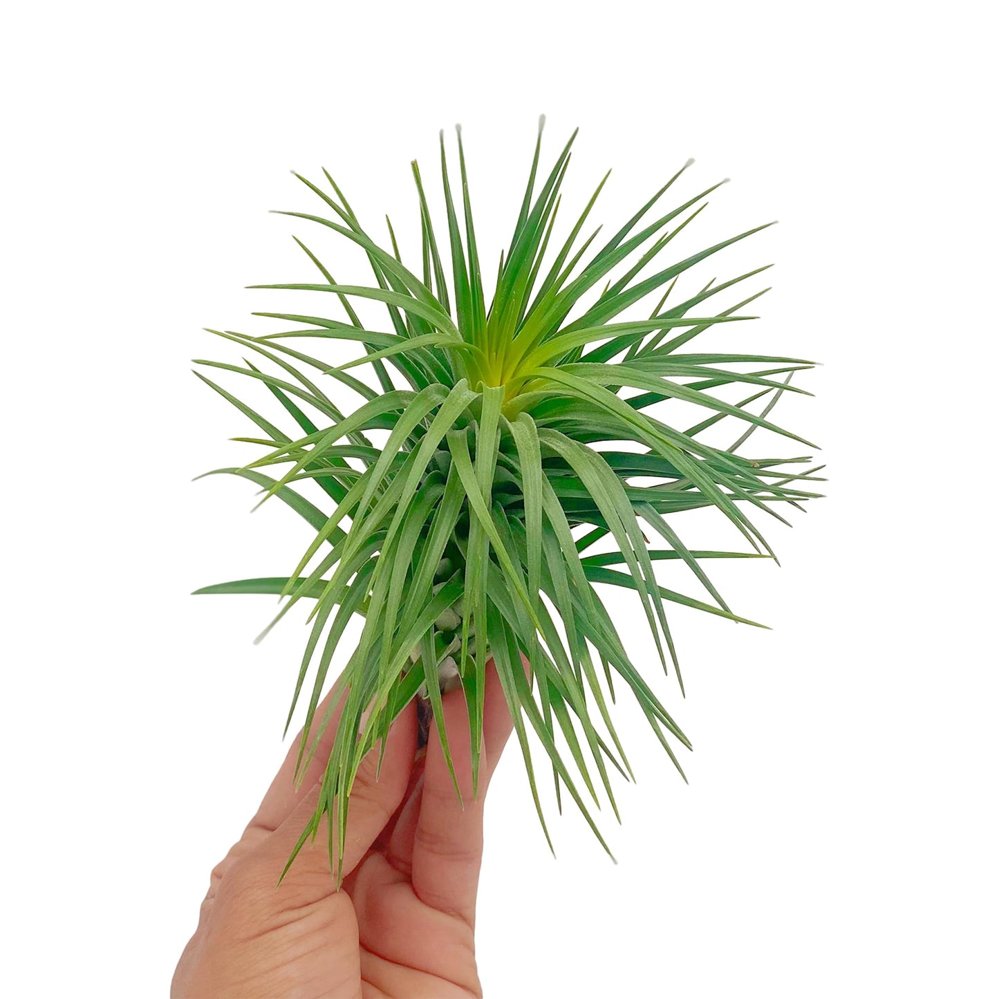 ragnaroc Air Plants - Flowering Tillandsia Pink Paske Large 5" - 2ct - Live Arrival Guaranteed - House Plants for Home Decor & Gift