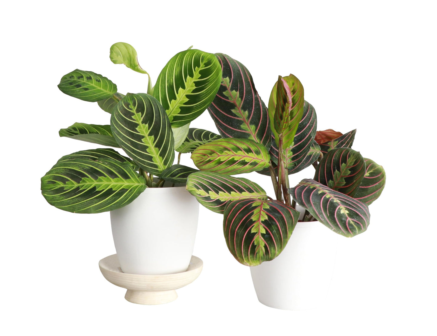 Thorsen's Greenhouse Prayer Plants Set of 2, Maranta leuconeura, Pet Safe, Low Light, Live Indoor Plants, 4" Diameter Plants, Classic Pots (White)