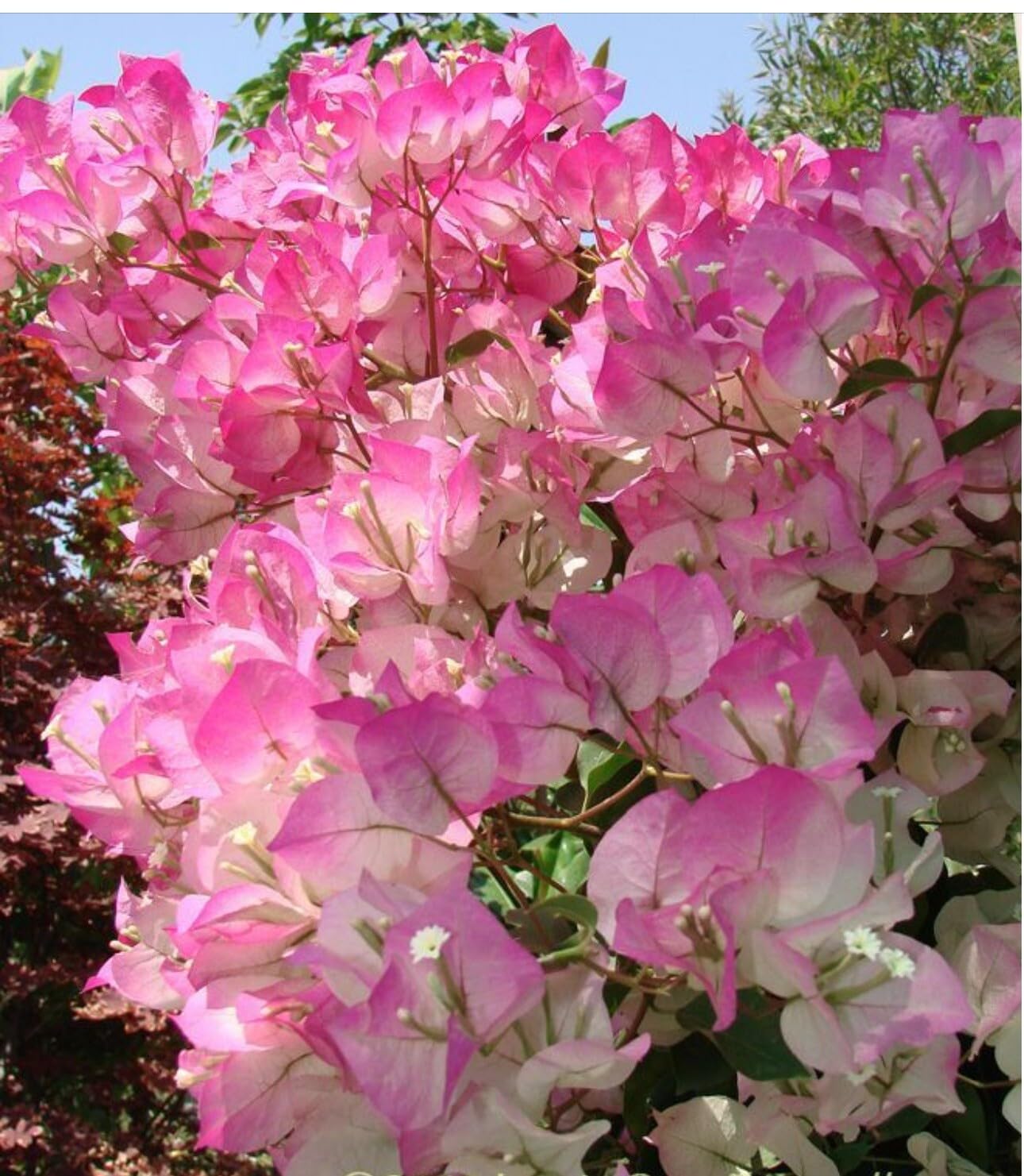 Live Plant - 4” Pot of Cherry Blossom Rooted Bougainvillea Plant-Height & Fullness Varies