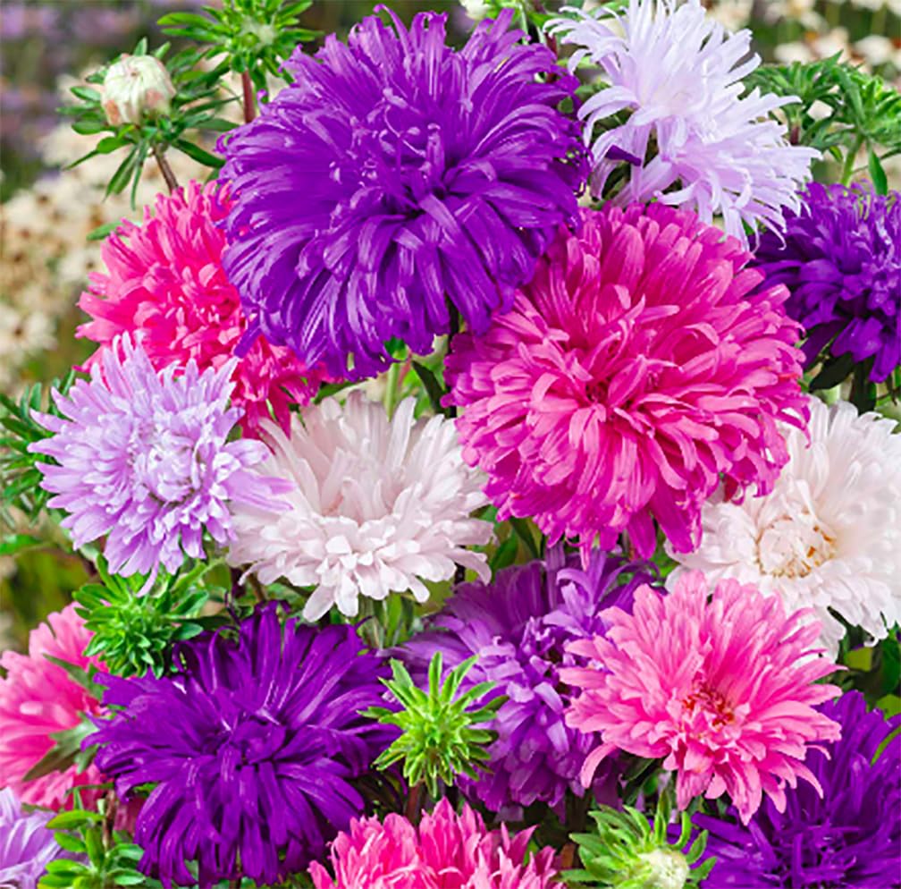 Ostrich Plumed Crego Mix Aster Seeds - 1000 Seeds
