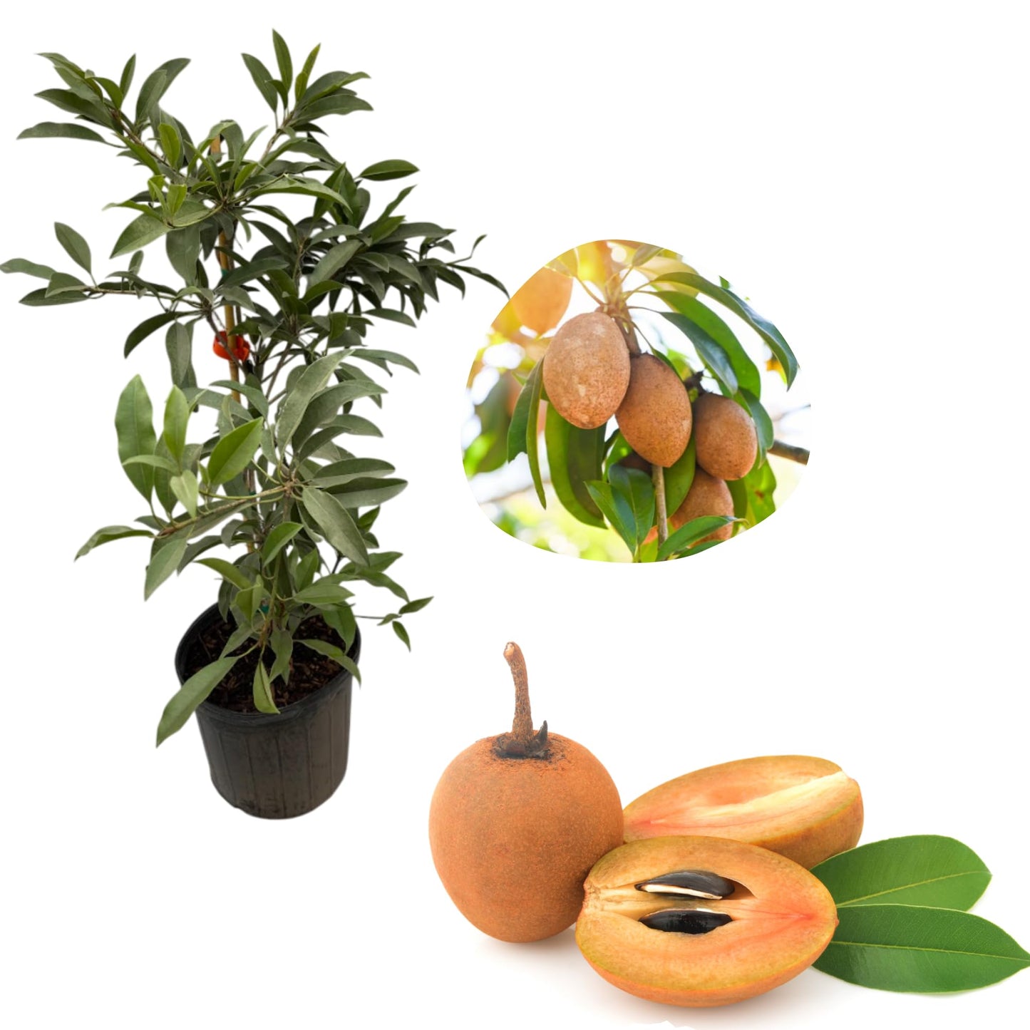 Sapodilla Tree Live for Planting, Tropical Fruit Seedling for Outdoor Garden 2 to 3 Feet Tall in 3 Gallon Pot - Not Ship CA