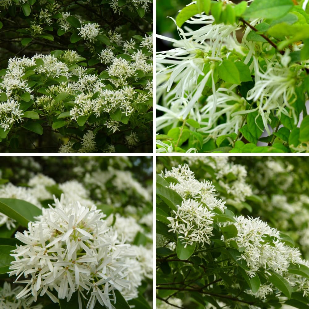 White Fringe Tree in Quart Pot, Live Perennial White Fringe Flower Tree Plant, 8 to 10 Inch Tall for Planting