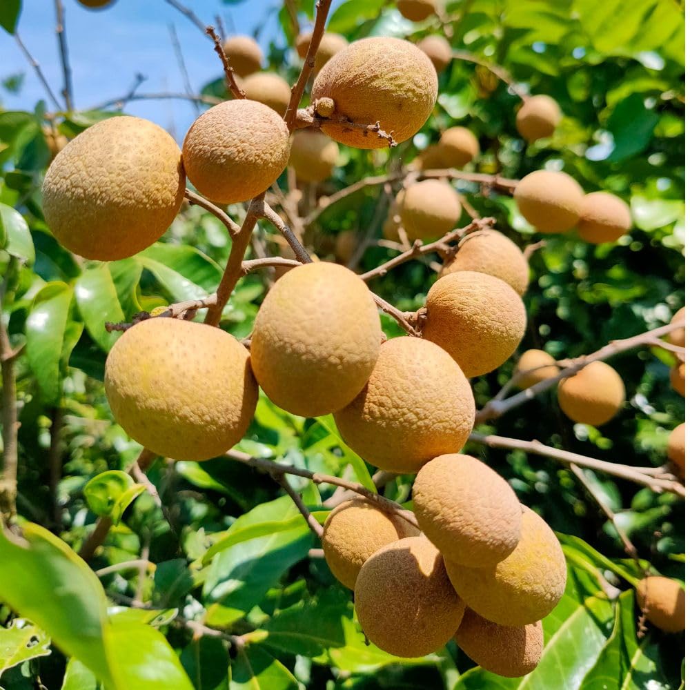 Longan Tree Live Plant 3 Gallon 2-3 Ft Tall, Live Tropical Fruit Plant, Sweet Longan Fruit Tree for Outdoor Growing, No Ship to CA