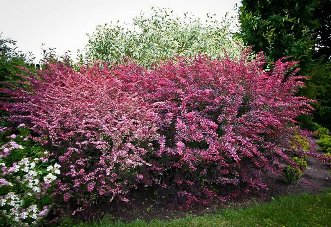 Live Plant - Rose Glow Barberry Shrub, 6-12" Tall Live Plant, Berberis thunbergii 'Rose Glow'