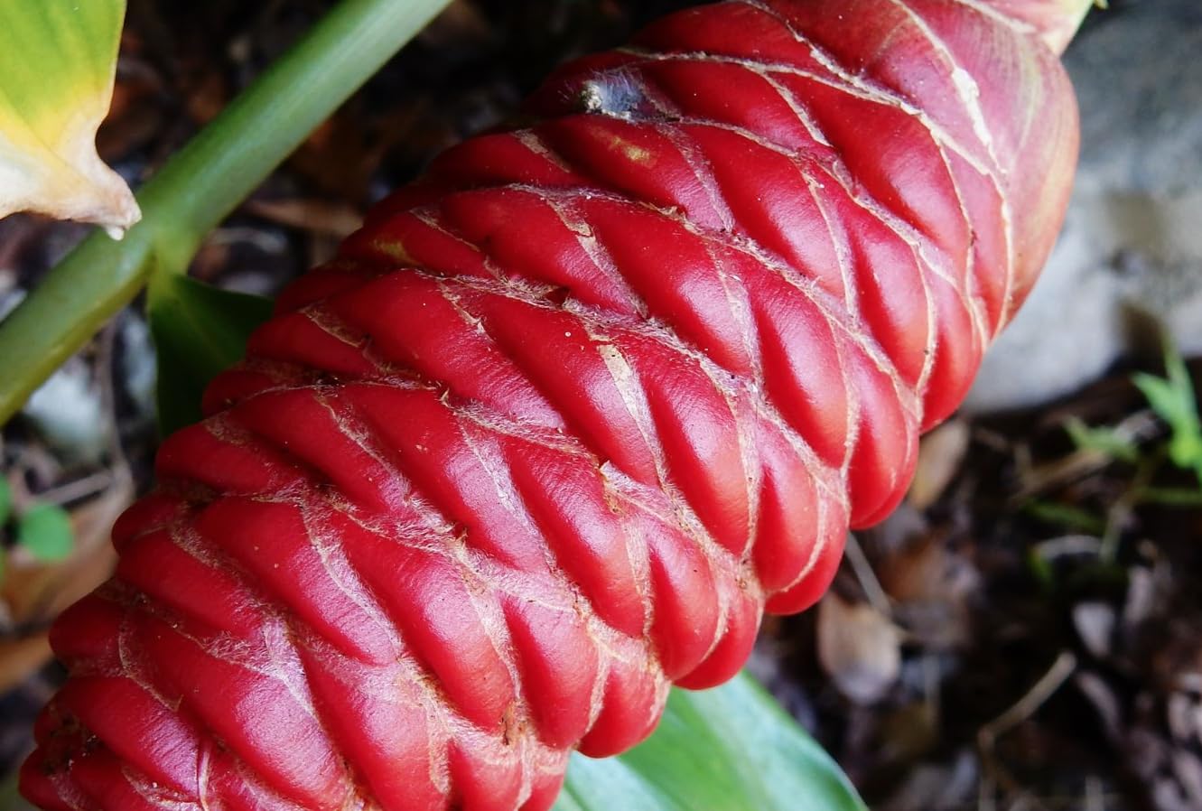 Shampoo Ginger Rhizomes – Pack of 4 Fresh Ginger Roots Raw – Zingiber zerumbet, Pinecone Ginger, Rare Tropical Accent, Fast-Growing