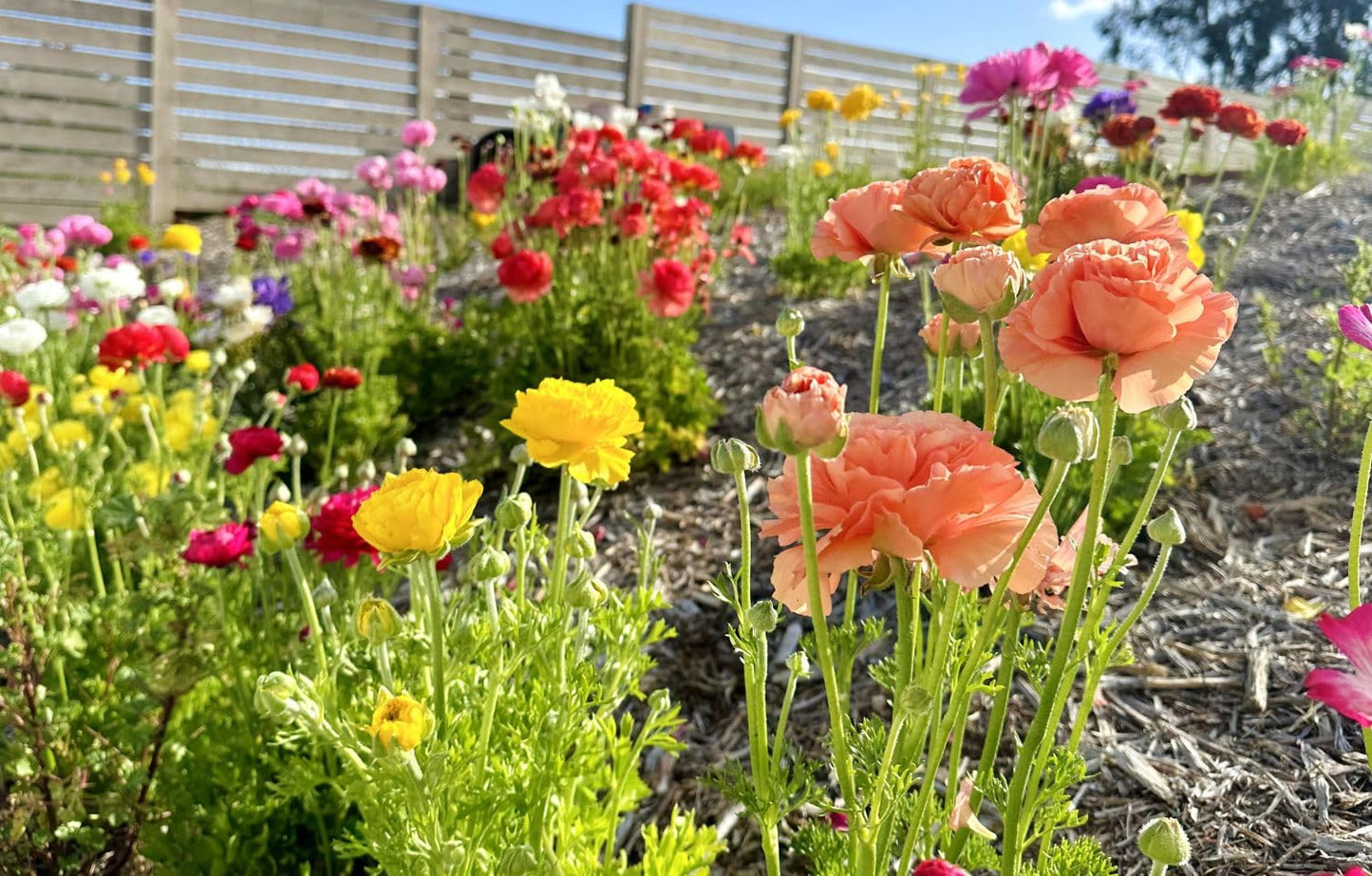 Mixed Peony Ranunculus Bulbs- Persian Buttercup -10 Corms Bulbs Flowering Blooms Perennial Bulbous Root Garden Plant (Mixed Color)