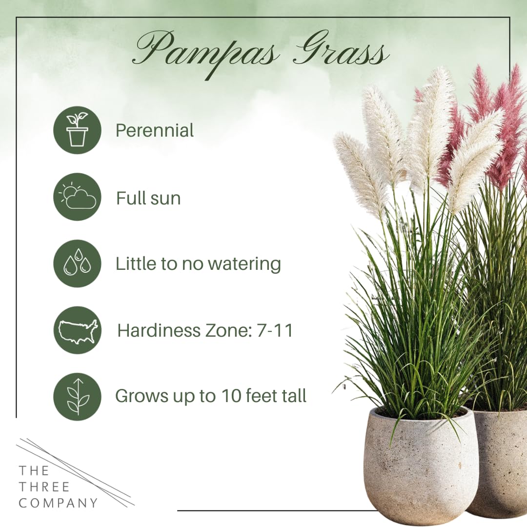 Live Ornamental Pampas Grass (Cortaderia selloana) - Assorted Pink and White (2 Pack) - Perennial Accent Plant - 10" Tall by 5" Wide in 1.5 Qt Pot