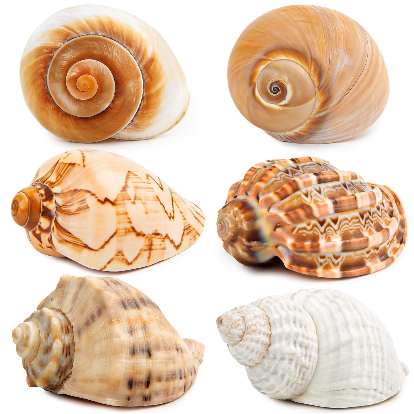 6PCS Large Hermit Crab Shells | Natural Sea Conch Size 3" - 3.5", Opening Size 1.5" - 2.5" | Turbo Seashells for Hermit Crab Supplies and Beach Decoration Large Sea Shell