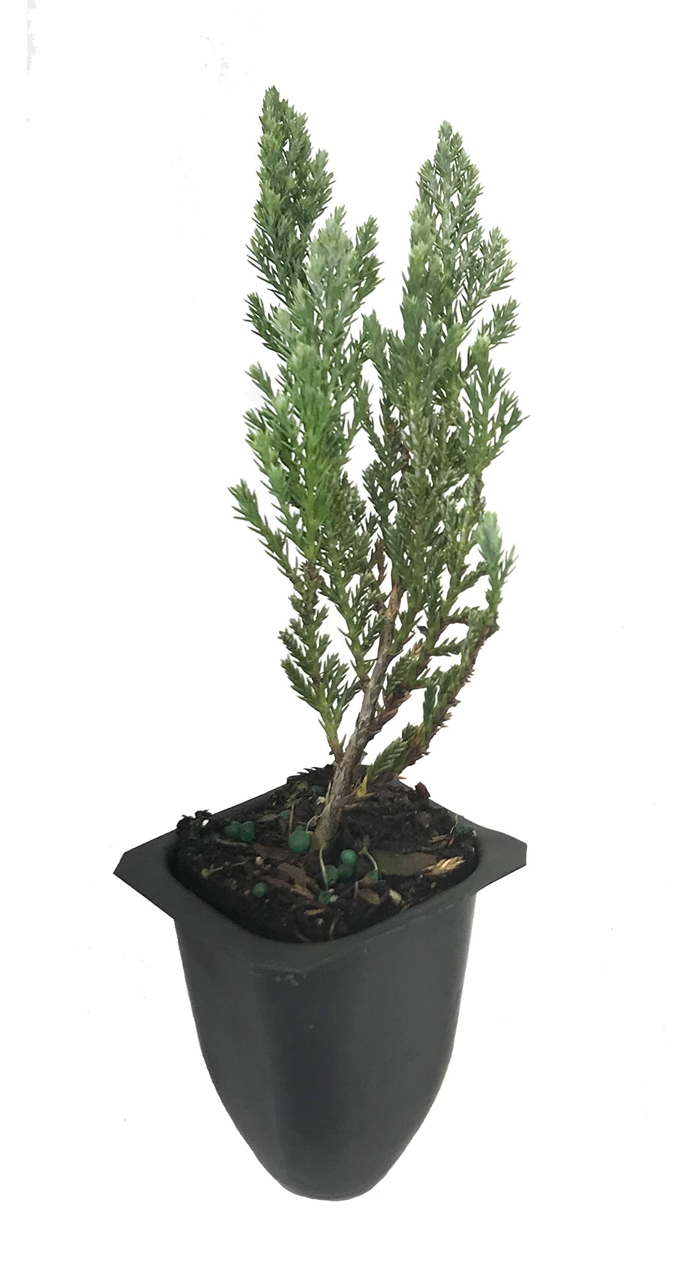 Juniper Blue Chip - 3 Live Plants - Juniperus Horizontalis - Drought Tolerant Cold Hardy Evergreen Ground Cover