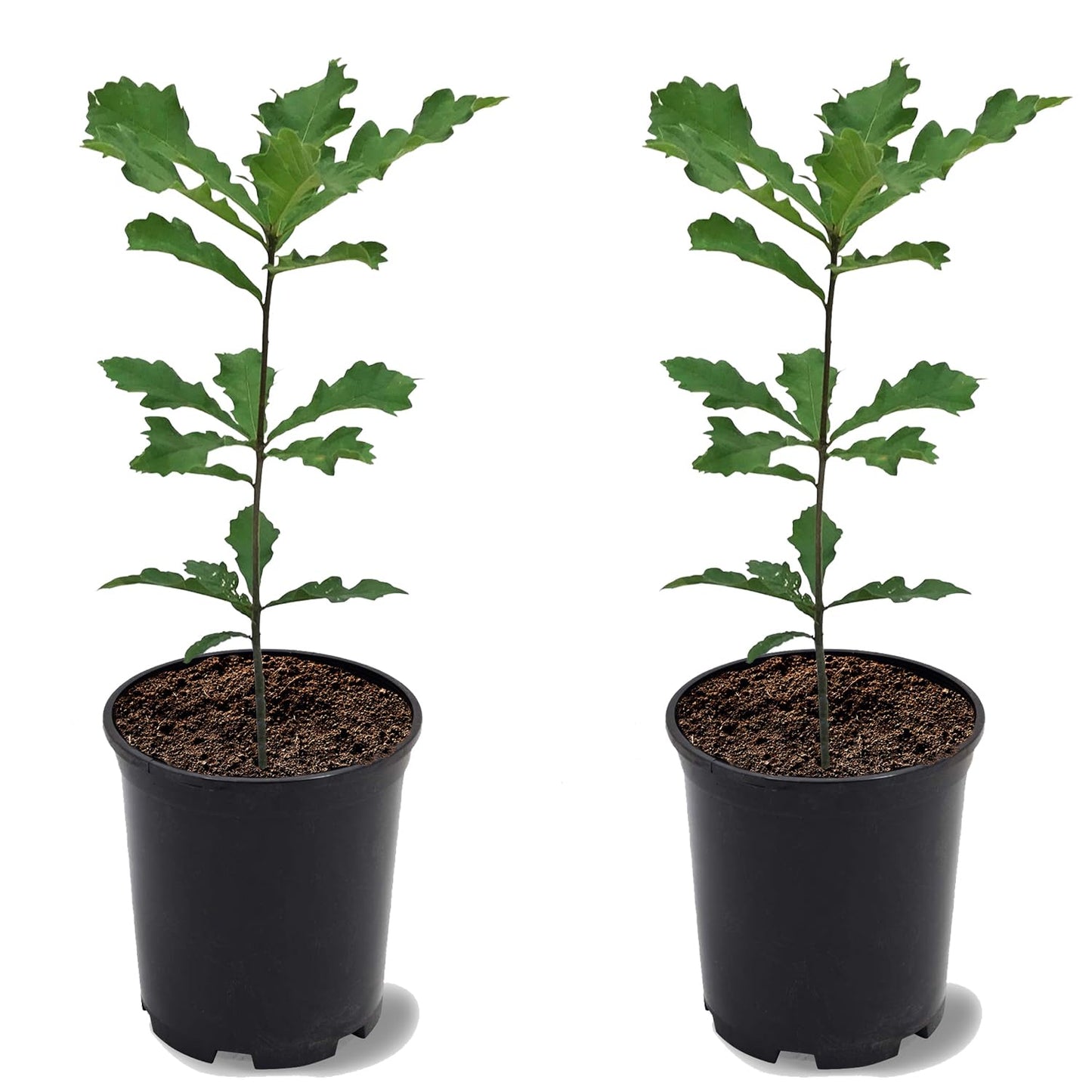 Swamp White Oak, Long-Living, Shade Tree, Acorn Producing, 2-3 ft Tree Height, 1 gal. Nursery Pot (Due to Agricultural Laws, we Cannot Ship to CA, AZ, AK, or HI), 2 Trees