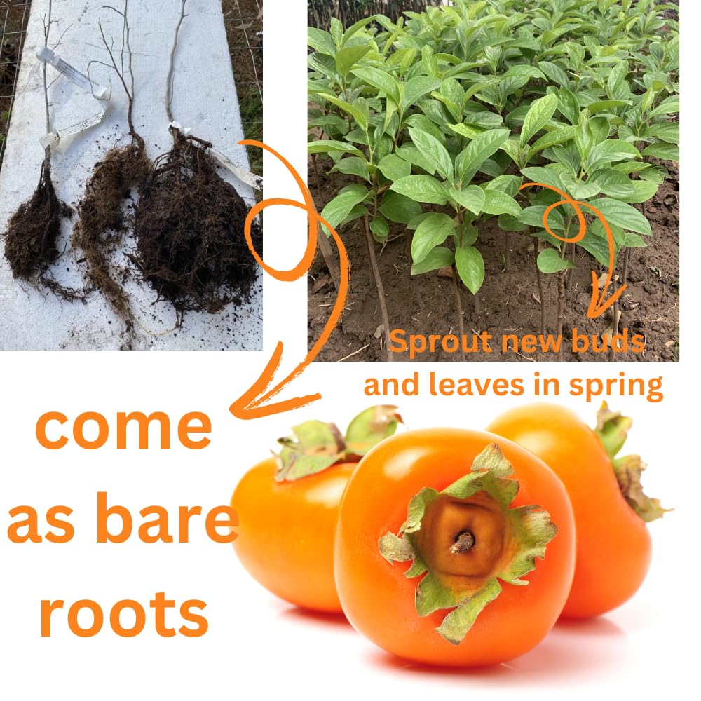 Persimmon Fruit Trees Live Plants, 6-14 Inches Seedlings, Well-Rooted, American Persimmon Tree for Planting Outdoor, Zones 7-9, No Leaf, Bare Roots