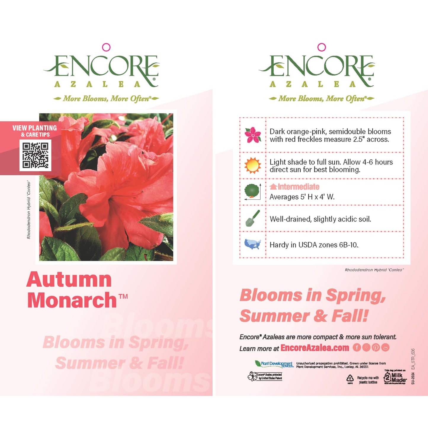 Encore Azalea Autumn Monarch (2 Gallon) Orange - Pink Flowering Shrub - Full Sun Live Outdoor Plant