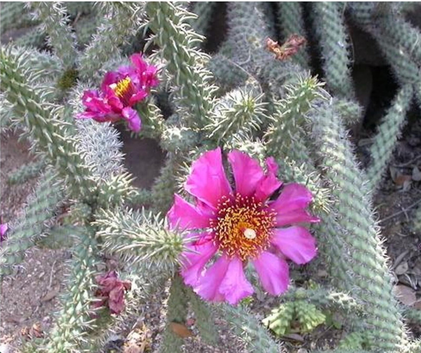 Cane Cholla Cactus (Cylindropuntia spinosior) - Live Plant Cutting - Propagate Ready - Cold Hardy