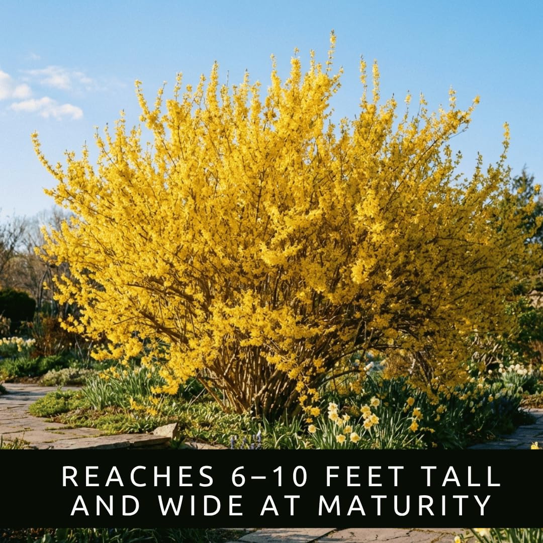Live Forsythia Lynwood Gold Plants (3-Pack) – Fast Growing Yellow Flowering Shrubs – Hardy Spring Bloom Landscape Bushes – Outdoor Hedge & Border Plants