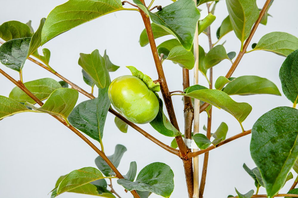 Perfect Plants Fuyu Asian Persimmon Tree Live Plant, Produces Fruit, 3-4 ft, Self-Pollinating