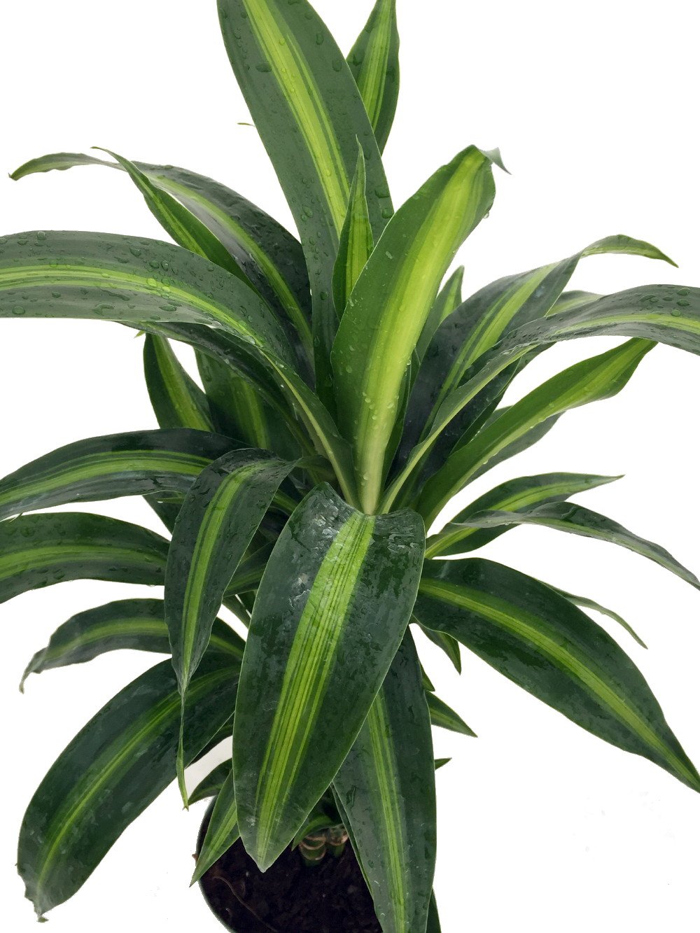 Hawaiian Sunshine Cane Dragon Tree - Dracaena - 6" Pot