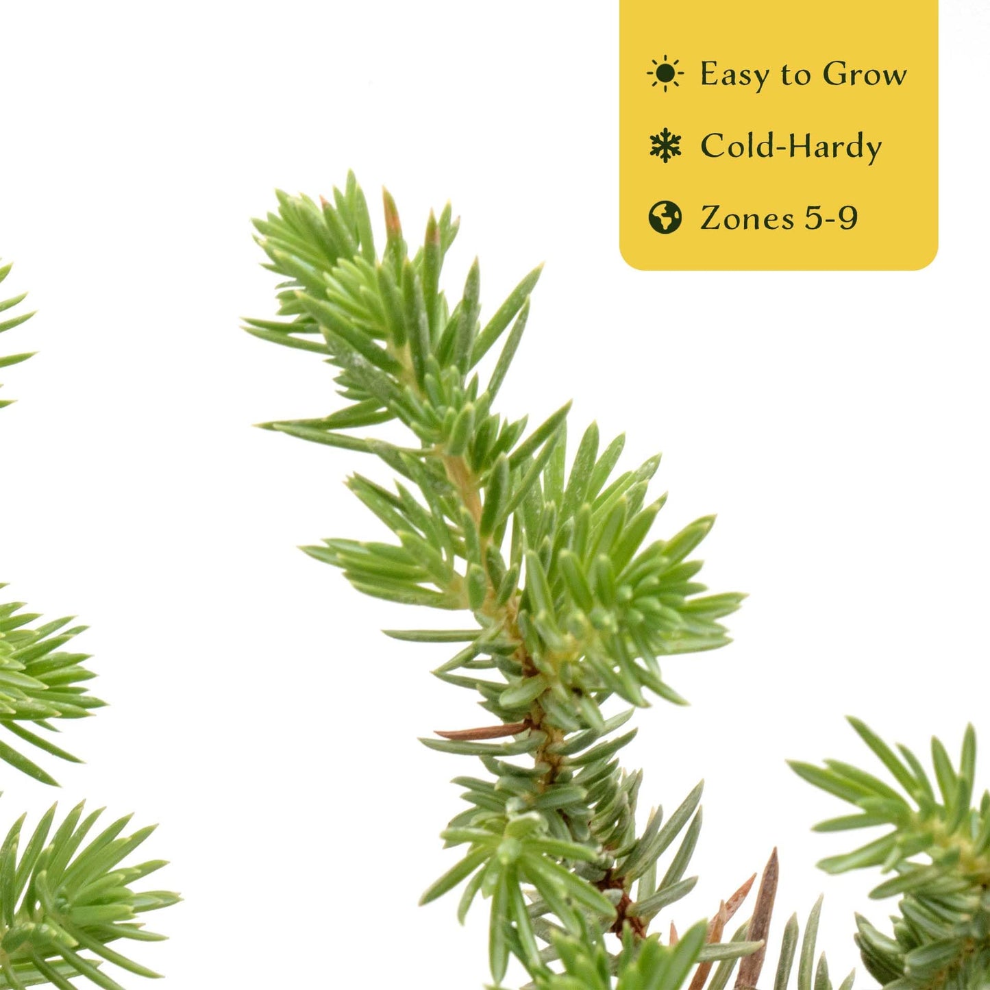 4 Blue Pacific Juniper in 3.5” Nursery Cubes (Juniperus conferta ‘Blue Pacific’) | Low-Growing Evergreen Groundcover for Slopes, Borders & Rock Gardens | Ready-to-Plant Live Starter Plants
