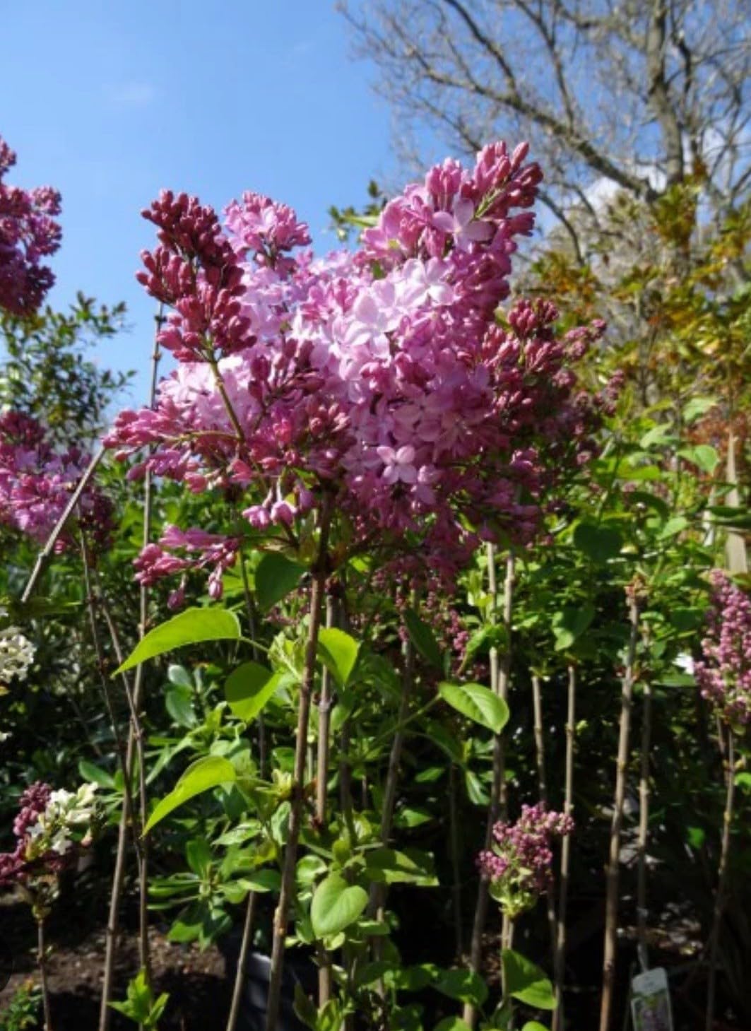 Live Plant - Belle de Nancy LilacSyringa VulgarisSmall Well Rooted Starter Plant4-8” Tall