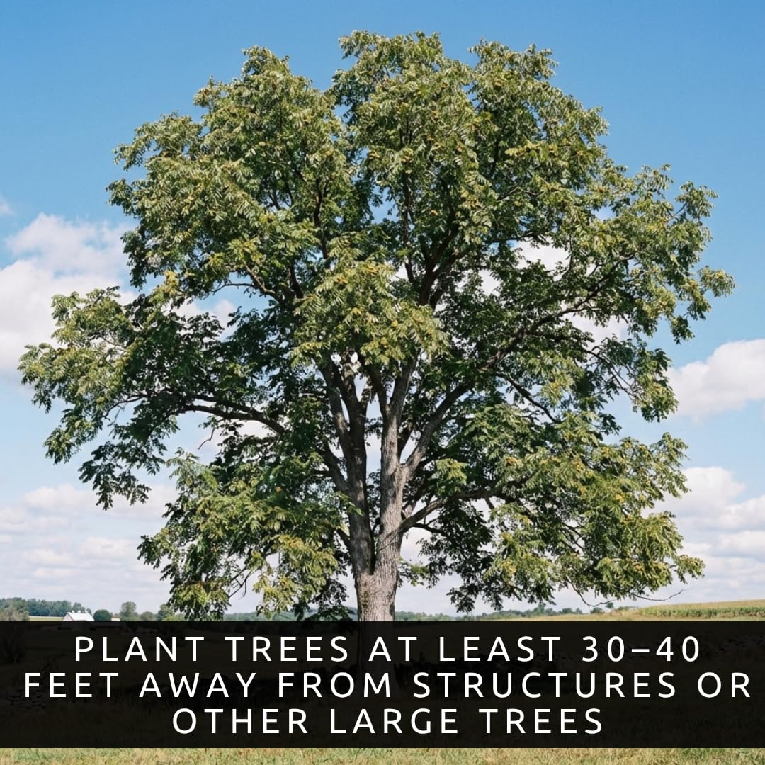 3 White Walnut Trees Live Plants – Butternut (Juglans cinerea) Seedlings – Hardy Native Nut Trees for Outdoor Planting, Backyard Orchard & Edible Landscape – Fast Growing Shade Trees (3 Pack)