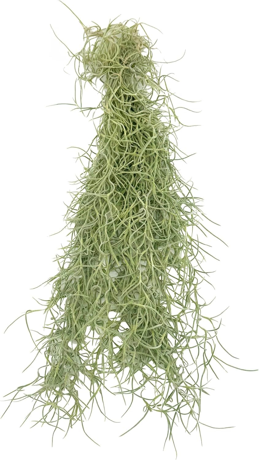 ragnaroc Tillandsia Usneoides ‘Thick-Colombian Spanish Moss’ - ragnaroc Indoor Tropical Plant 16” / 3 oz - Live Arrival Guaranteed - Live Air Plant & House Plants for Home Decor & Gift