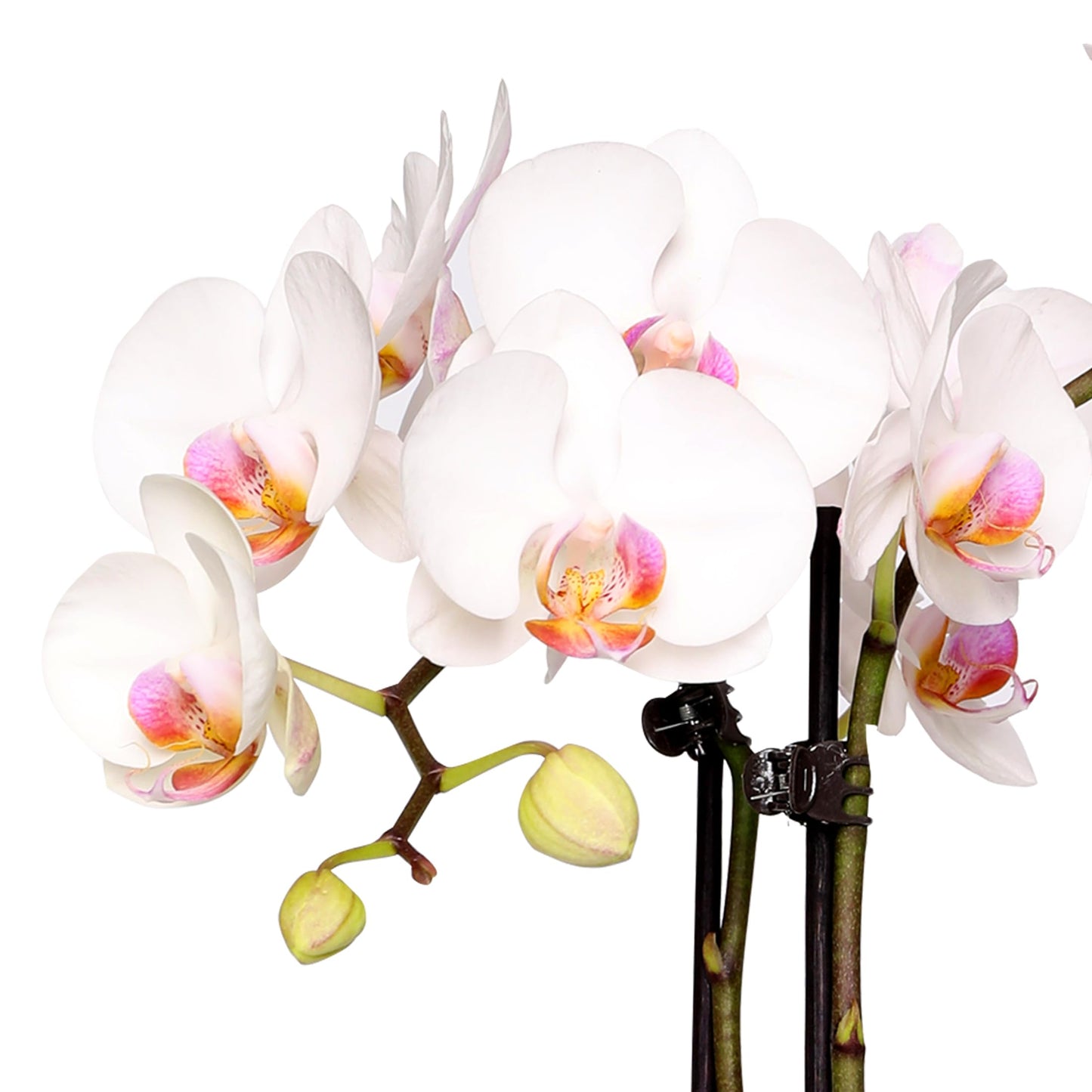 Green Circle Growers 5" White with Pink Orchid with Mom Pick and Billy Balls, Living Indoor Plants, House Plant