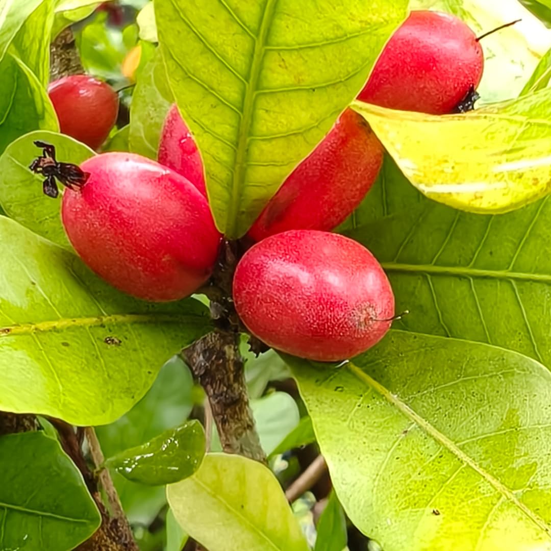 Miracle Fruit Tree Live Plant, Edible Miracle Berry Plants, 1-2 Ft Tal in 3 Gallon Pot for Indoor or Outdoor Planting, No Ship CA