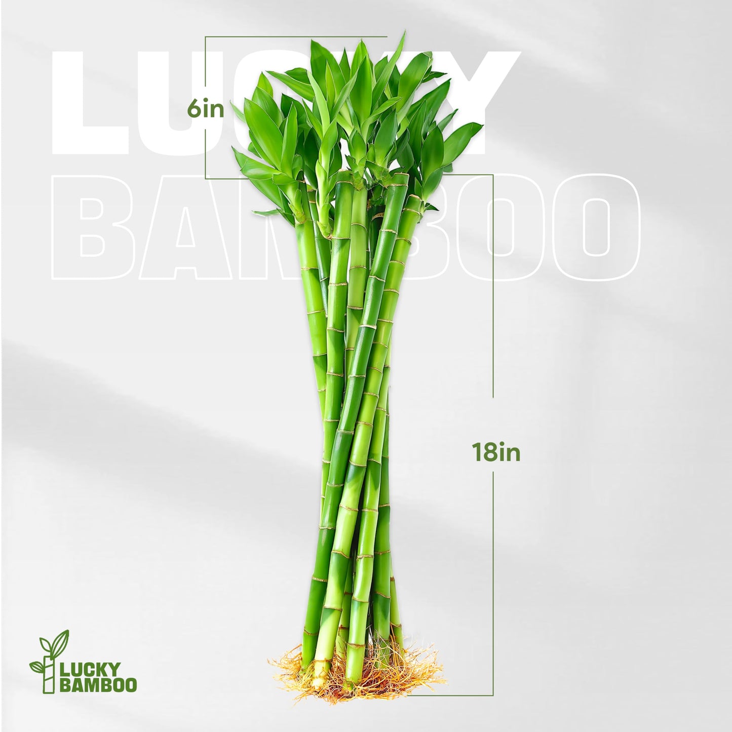 Yagaliga Lucky Bamboo 10 Stalks 18″ Live Indoor Plant Set – Perfect for Low-Light Spaces (Glass Container Not Included)
