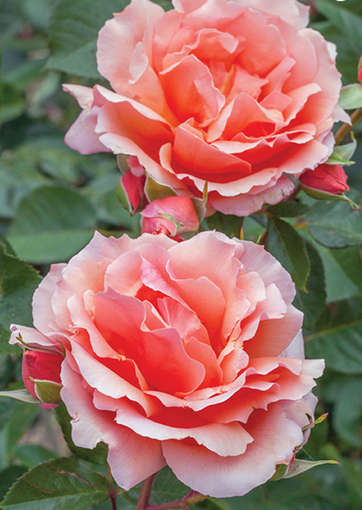 Apricot Candy Rose 1.5 Gallon Potted Live Plant, Reblooming Fragrant Apricot Flowers, Hybrid Tea, Own Root, Stargazer Perennials