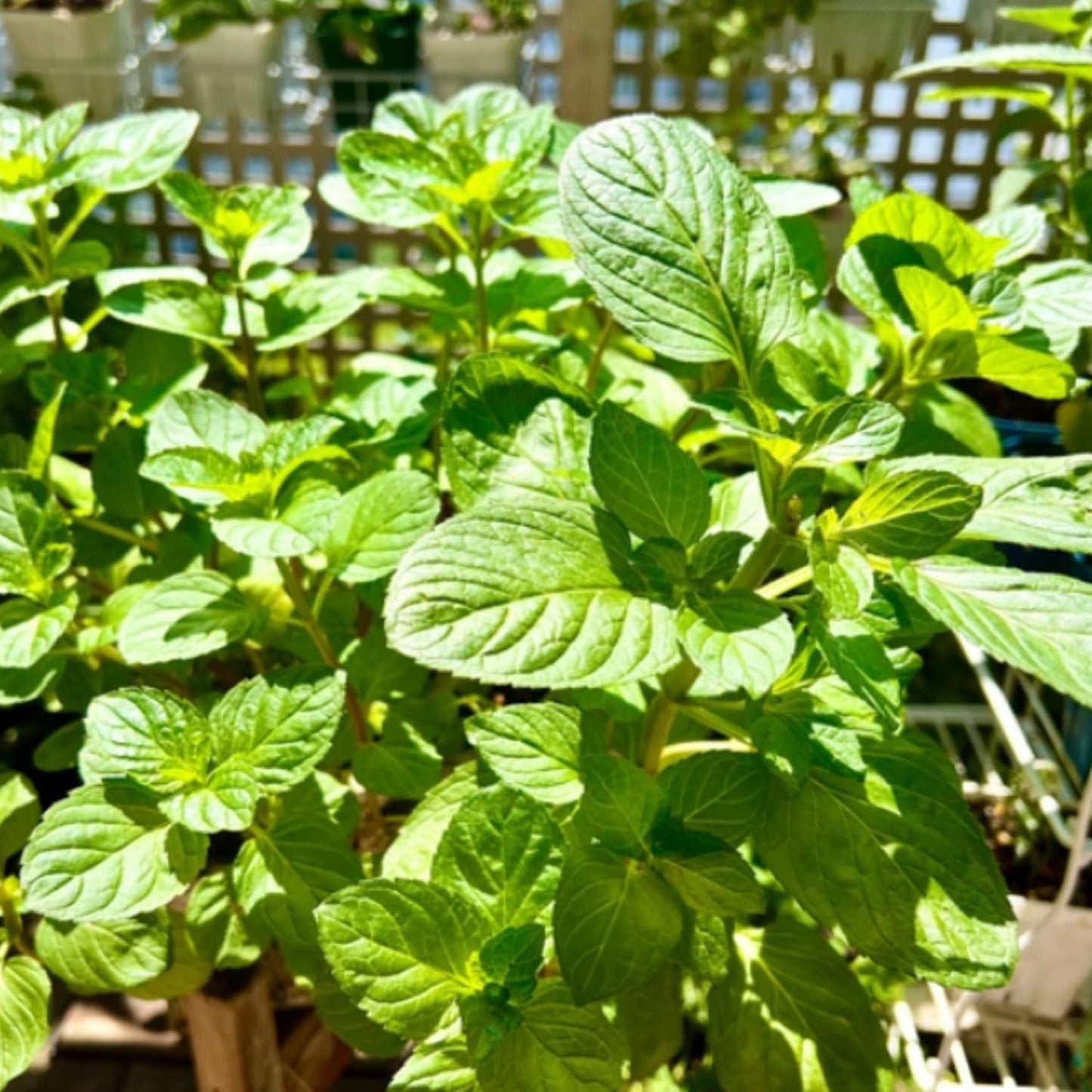 TANKDA Sets 2 Live Mint Plants Herb in 3.5" Pot, Fresh Orange Mint for Indoor Outdoor Growing, Spring Planting, 5-9" in Tall
