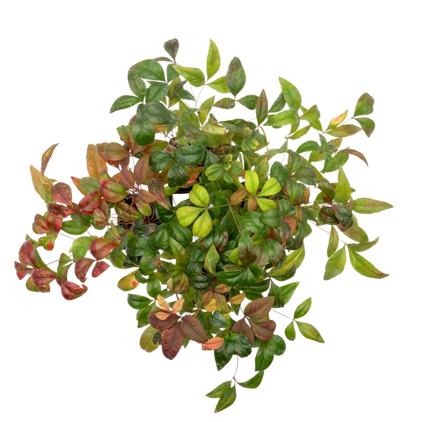 4 Fire Power Heavenly Bamboo in 2.5” Nursery Cubes (Nandina domestica 'Fire Power') | Dwarf Evergreen Shrub with Bright Red Foliage and Compact Growth | Live Starter Plants