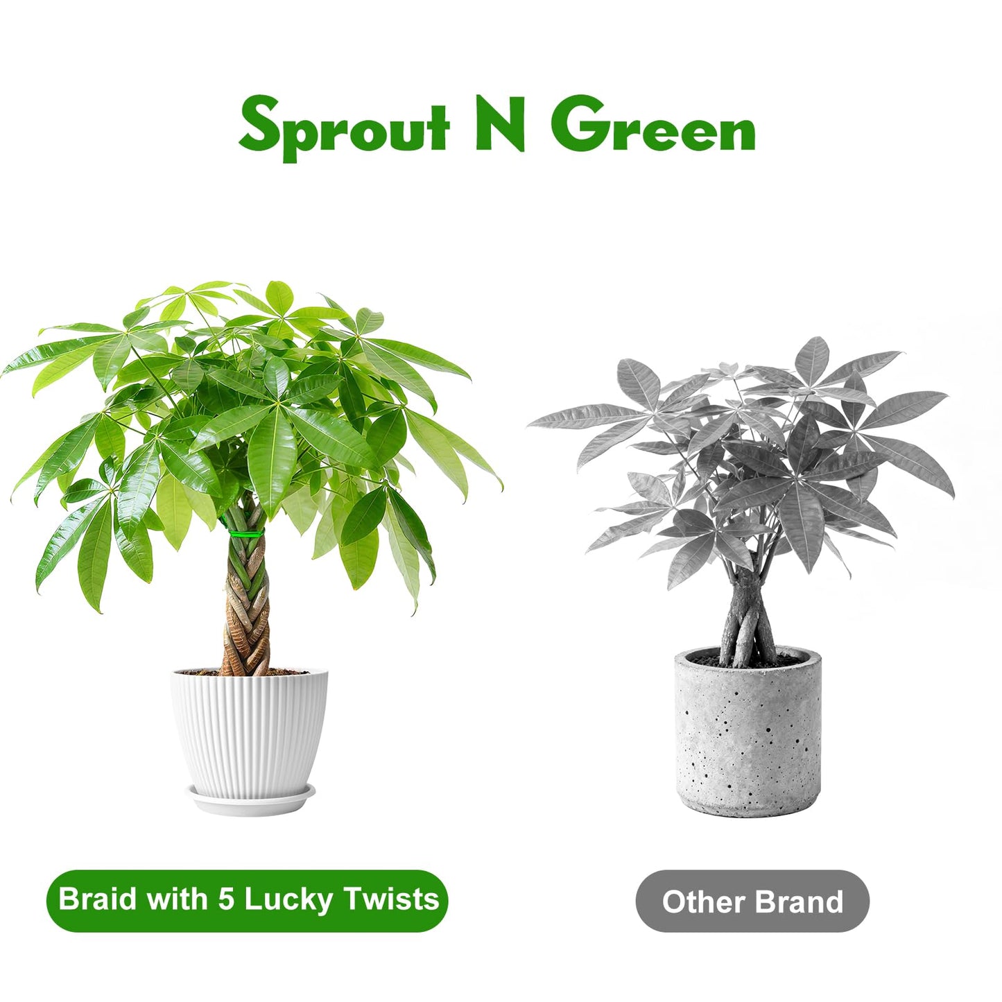 Sprout N Green Small Money Tree with 5 Lucky Braid, Live Plant with White Stripe Pot, Decoration for Indoor Home Office Tabletop Windowsill Side Table, Housewarming Christmas Gift, 8-10" Tall