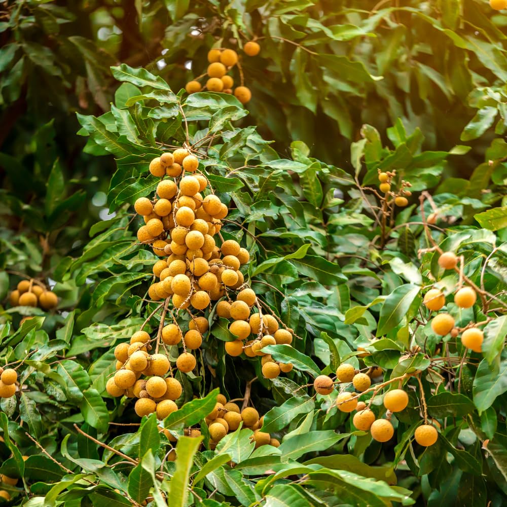 Longan Tree Live Plant, Longan Fruit Tree, Well Rooted in 4 Inc Pot, 8-10 Inc Tall, Sweet Tropical Fruit Tree for Indoor Outdoor Growing