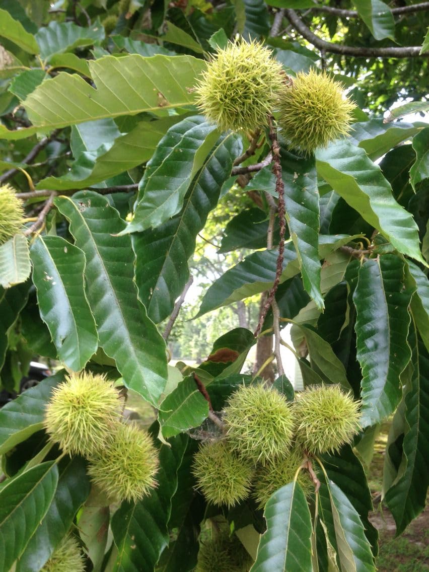 Chestnut Tree Live Plant 1-2 Feet Tall, Fast-Growing Nut Tree, Live Fruit Trees for Outdoor Planting