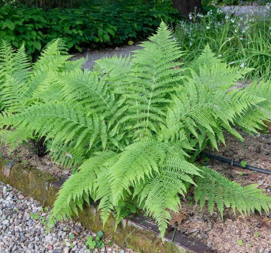 Live Plant - 20 Lady Fern Roots/Root Systems - Common Ladyfern Plants - Athyrium filix-femina