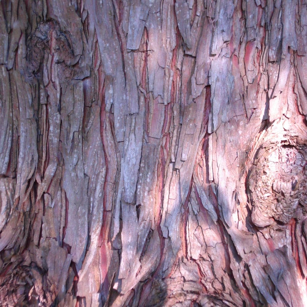 Brighter Blooms - Dawn Redwood Tree, 3-4 ft, No Shipping to AZ