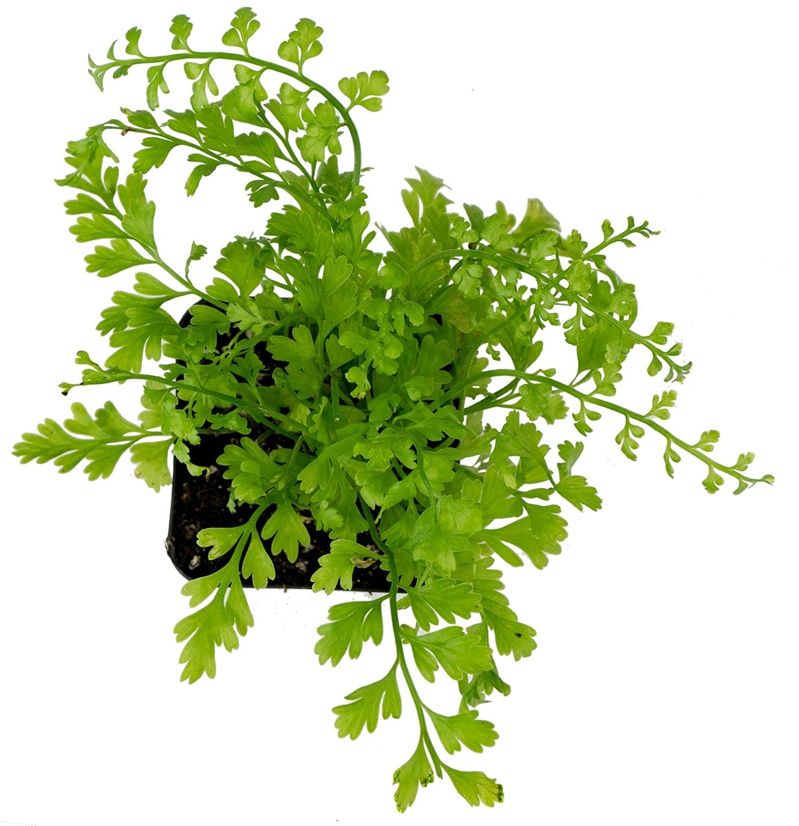 Sprig & Stone Live Mini Ferns Terrarium Plants (Mother)