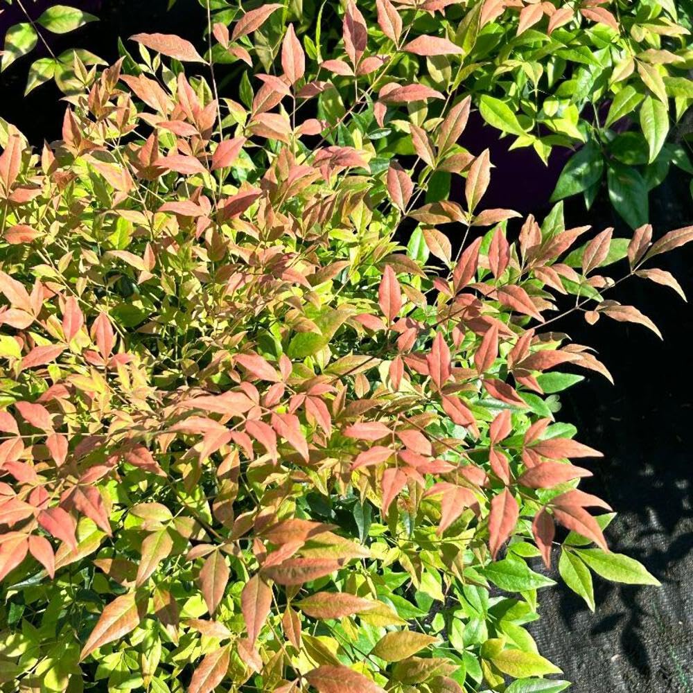 Cool Glow® Pomegranate Heavenly Bamboo, 3 Gallon