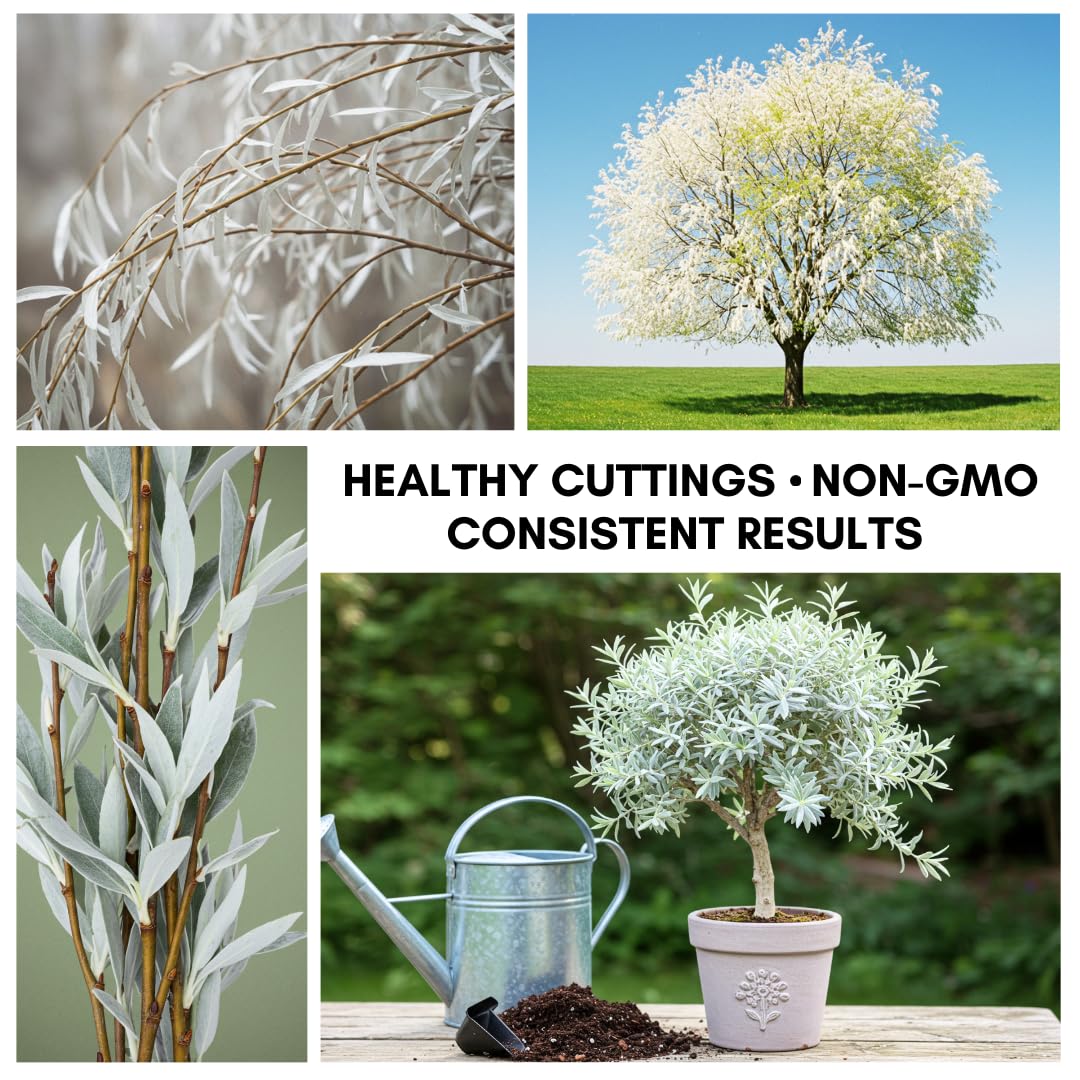 One White Willow Tree - Silver Leafs Shimmer in The Sun - One Cutting to Grow, Beautiful Outdoor Shade or Privacy Trees