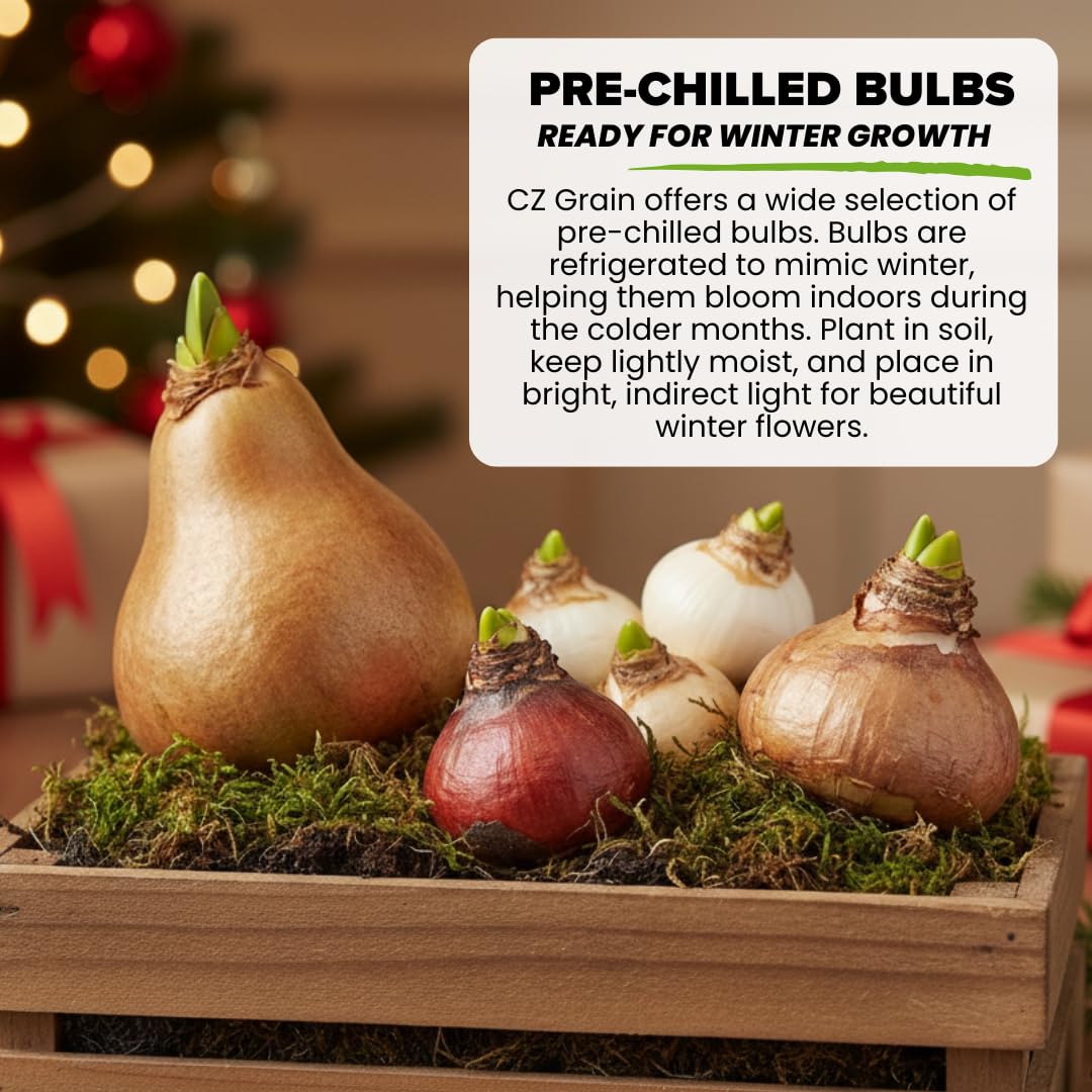 Indoor Pre-Chilled Pink Pony Daffodil Bulbs for Forcing Indoors - Easy to Grow in Water Indoors - Prechilled Indoor Bulbs - Bright Blooms During Cold Winter - Holiday Hostess Gift (5 Bulbs)
