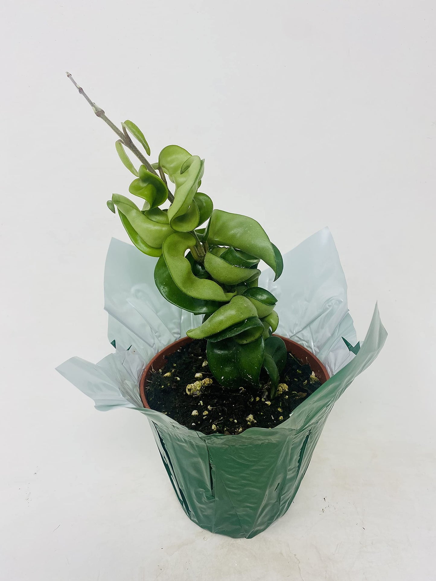 JM BAMBOO Hindu Indian Rope Plant- Hoya Exotic 4 inch Pot Decorative Cover