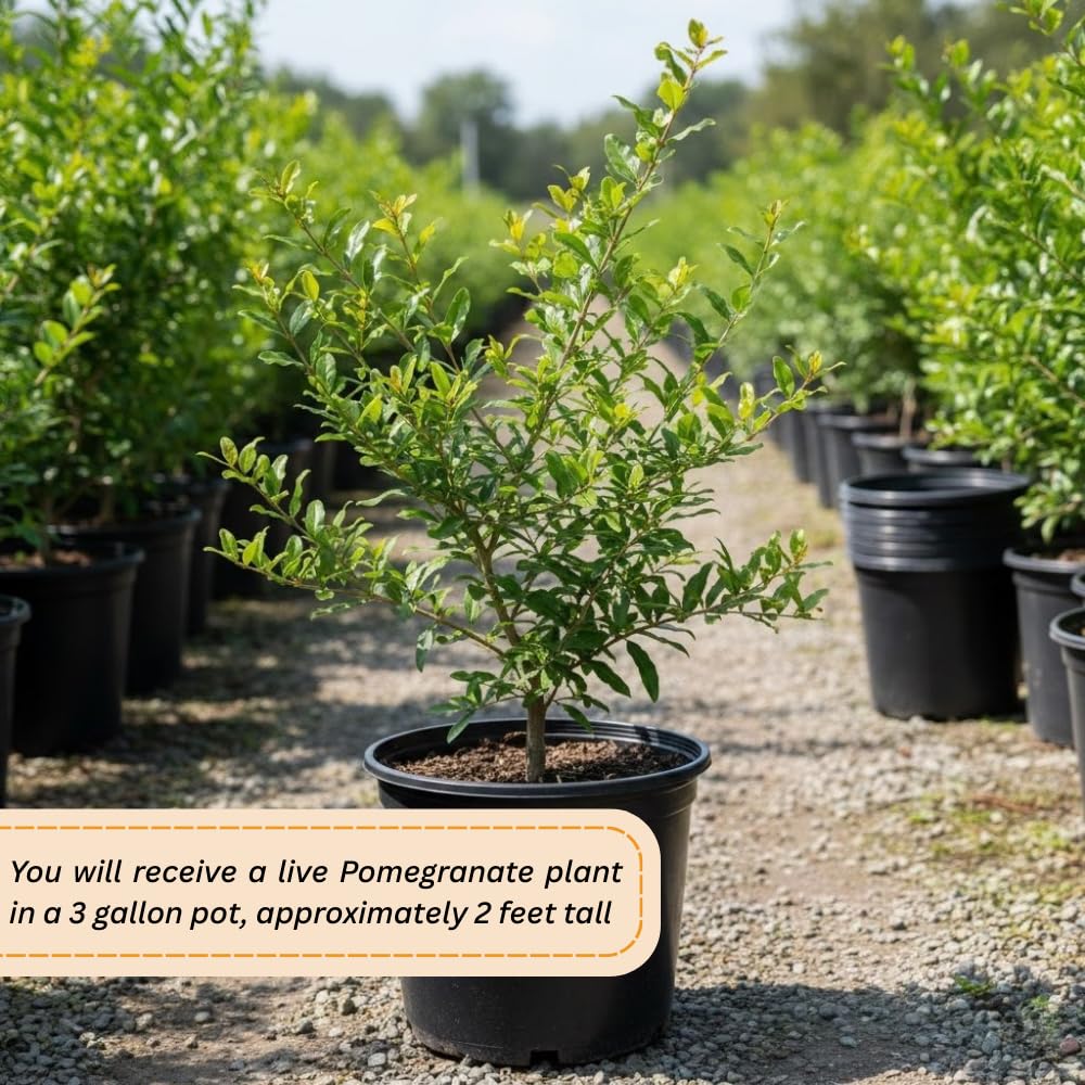 Pomegranate Tree Live Plant, Sweet Pomegranate Plant, 3 Gallon Pot, Ideal for Ornamental and Edible Garden, No Ship to CA