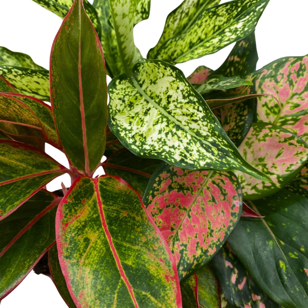 BubbleBlooms Aglaonema Assortment 4 inch Pots Set of 3 Chinese Evergreen