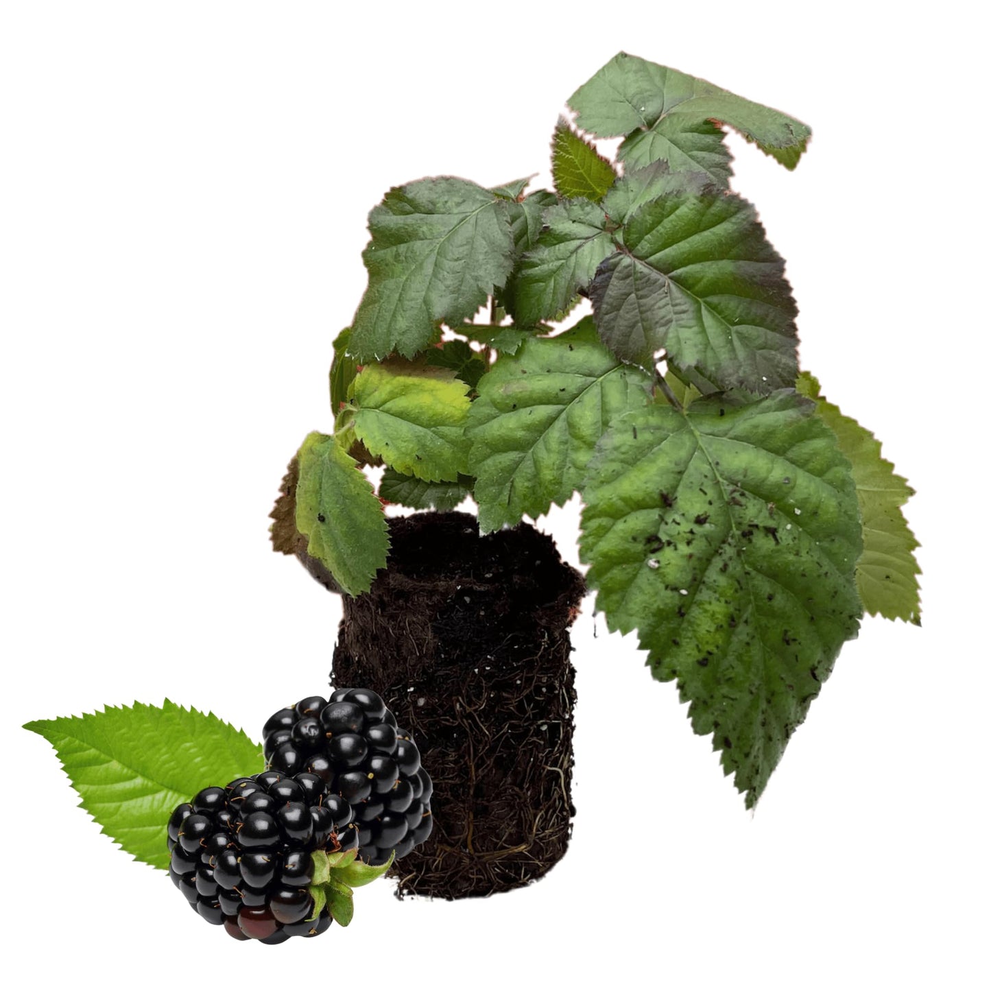 'Chester' BlackBerry Plants - Thornless, Winter Hardy, and Productive Blackberries from Hand Picked Nursery (3)