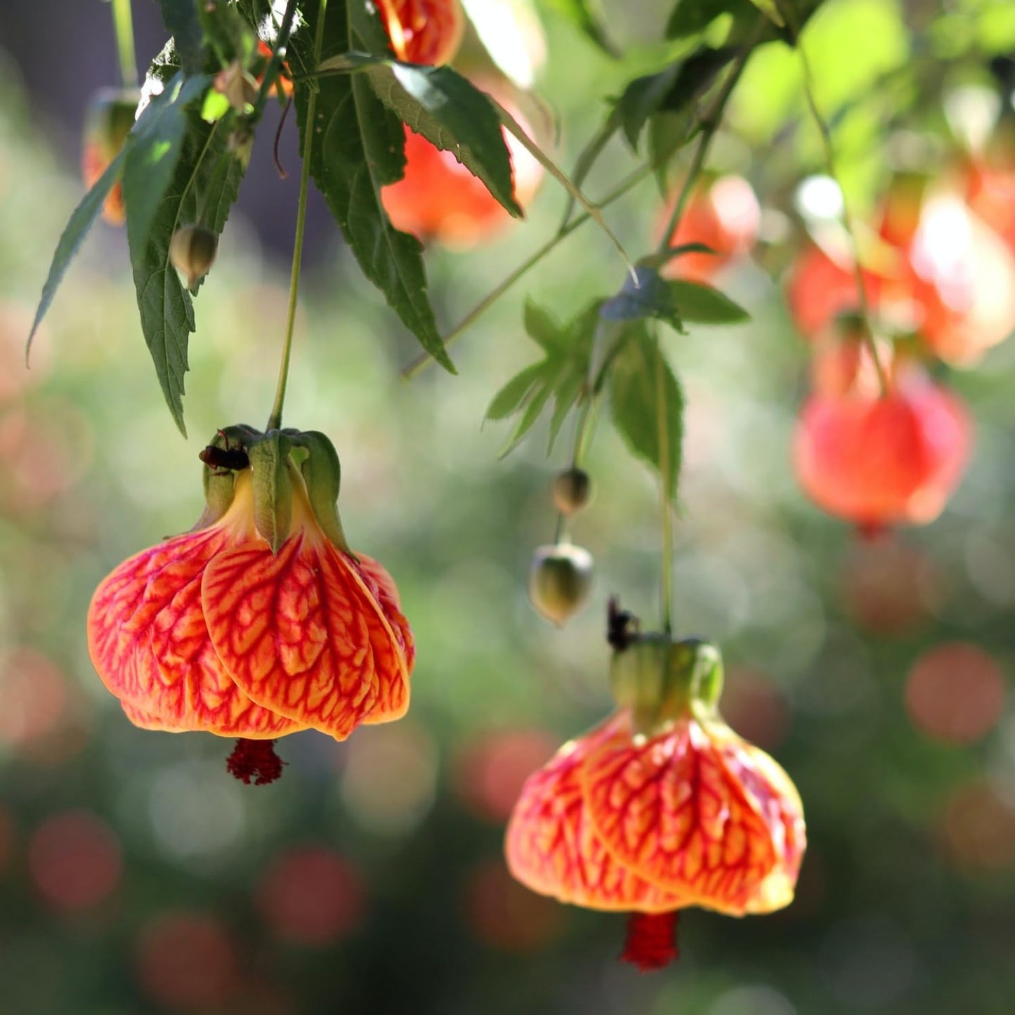 2 Abutilon Plants 5-9 Inches Tall - Lantern Trees Perfect for Enhancing Your Indoor and Outdoor Garden - Trailing Hanging Flower Vine (Orange Abutilon)