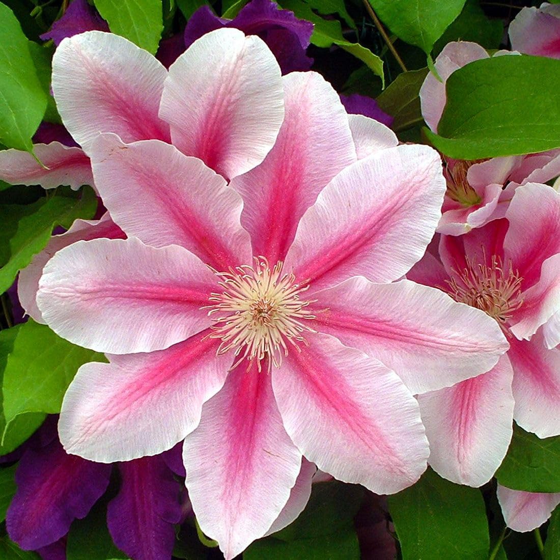 Clematis Vine -Bees Jubilee - Pink & Red Blooms - 2.5" Pot