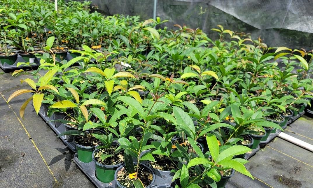 Live Plant - Apricot Echo Orange Tea Olive (Osmanthus) - Live Plant - (1 Qt)