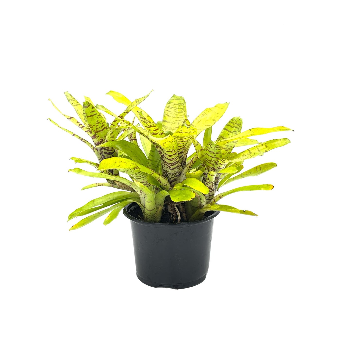ragnaroc Live Plants – Bromeliad Neoregelia Tigrina, 8-12" in 6" Pot - 1ct - Live Arrival Guaranteed - House Plants for Home Decor & Gift