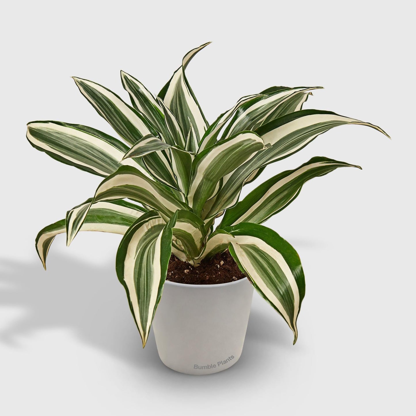 Dracaena 'Warneckii White Jewel'-4" Pot - Live Plant Easy Care, Low Maintenance for Home Decor - Air Purification Houseplant