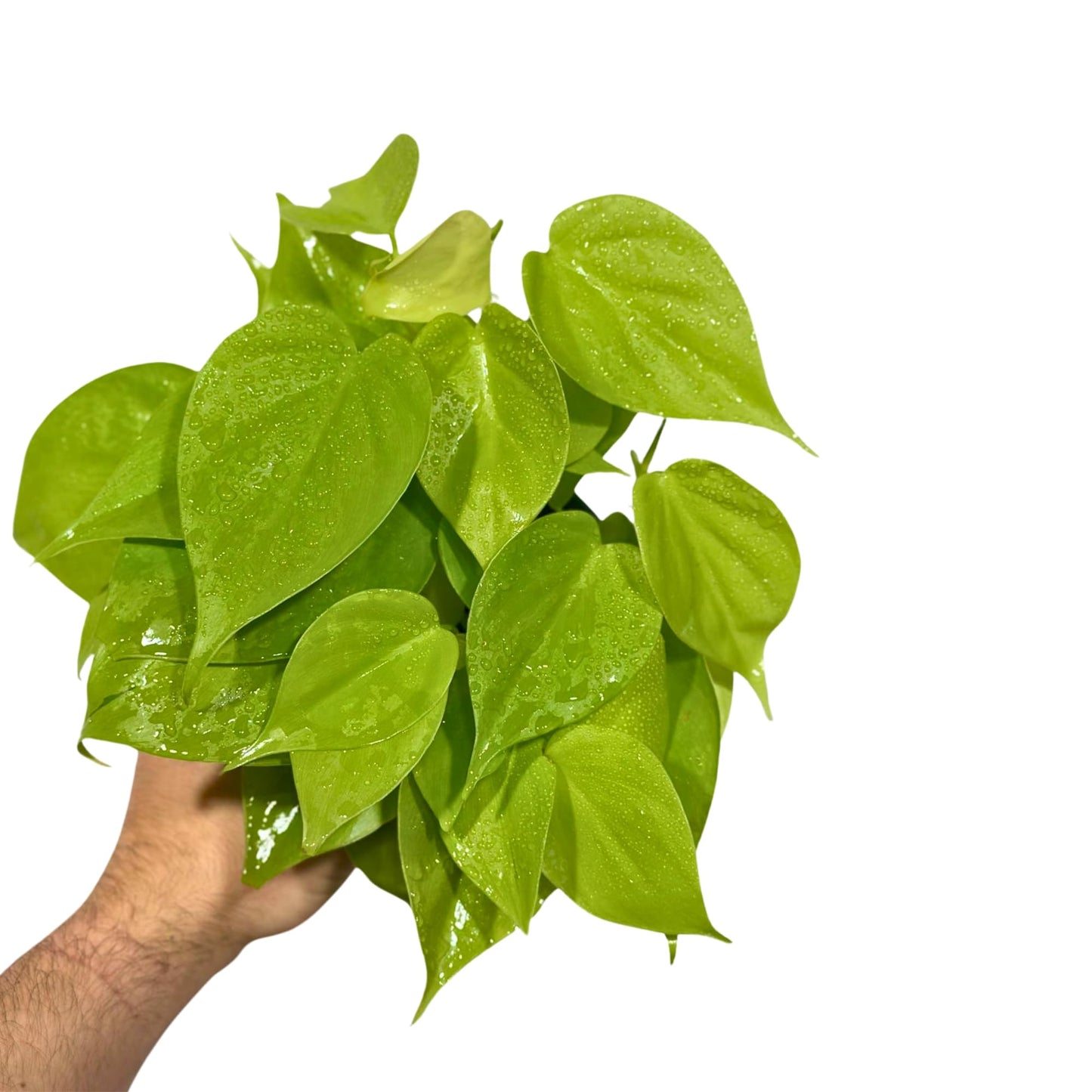 PLANTVERS Neon Heartleaf Philodendron in 4" Grow Pot | Lime-Green Trailing Vine | Easy Care Philodendron Hederaceum | Bright Foliage for Shelf or Workspace Decor