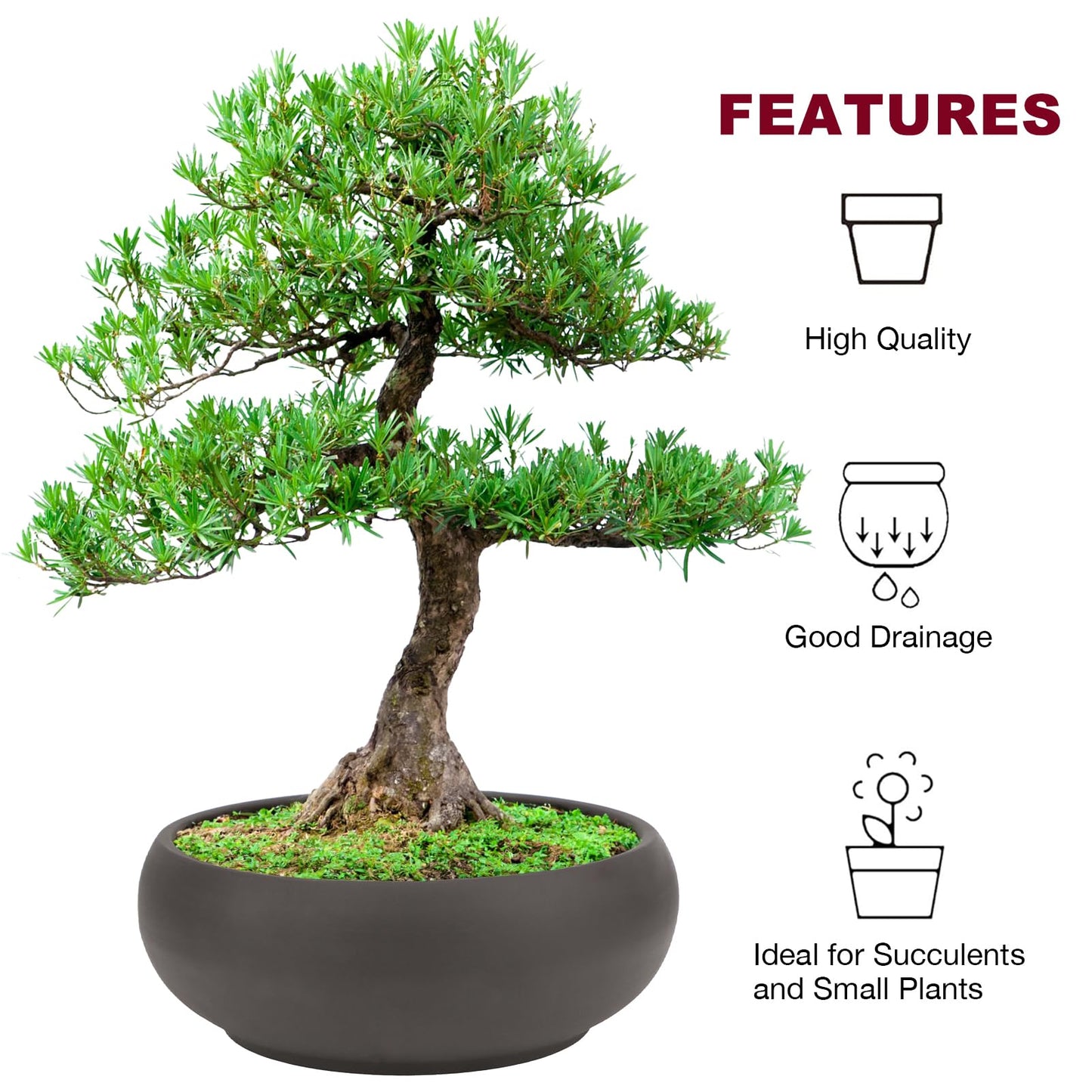 Bonsai Pot 8" Unglazed Round Ceramic Succulent Planter + Drainage Screen